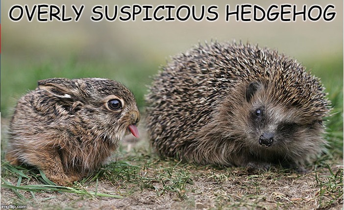 Overly Suspicious Hedgehog | OVERLY SUSPICIOUS HEDGEHOG | image tagged in hedgehog,overly suspicious hedgehog,paranoid,paranoia,say what,say whut | made w/ Imgflip meme maker