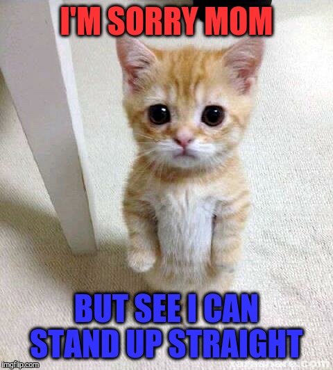 Cute Cat Meme | I'M SORRY MOM; BUT SEE I CAN STAND UP STRAIGHT | image tagged in memes,cute cat | made w/ Imgflip meme maker