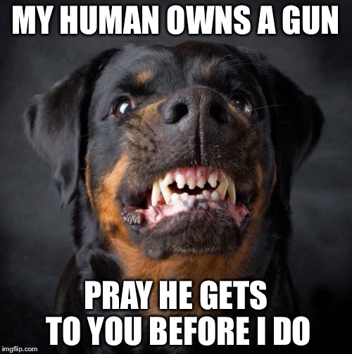 Bildergebnis für dog meme Pray that my human