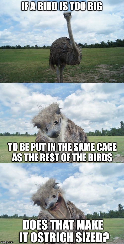 Bad Pun Ostrich | IF A BIRD IS TOO BIG; TO BE PUT IN THE SAME CAGE AS THE REST OF THE BIRDS; DOES THAT MAKE IT OSTRICH SIZED? | image tagged in bad pun ostrich,memes,bad pun,bad puns | made w/ Imgflip meme maker