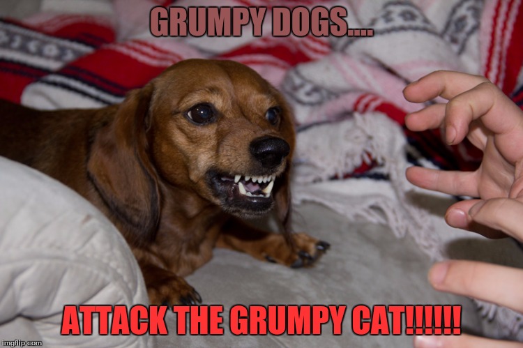 Grumpy Dachshund | GRUMPY DOGS.... ATTACK THE GRUMPY CAT!!!!!! | image tagged in grumpy dachshund | made w/ Imgflip meme maker
