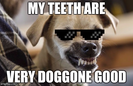 image tagged in dog,dog meme | made w/ Imgflip meme maker