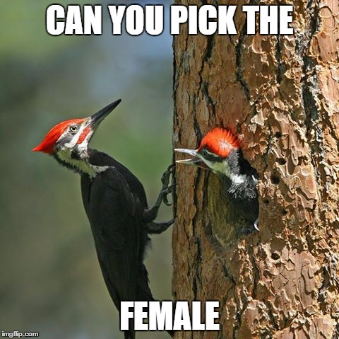 nags | CAN YOU PICK THE; FEMALE | image tagged in nags | made w/ Imgflip meme maker