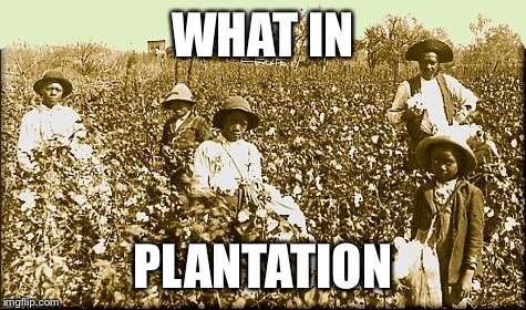 WHAT IN; PLANTATION | image tagged in what in tarnation | made w/ Imgflip meme maker
