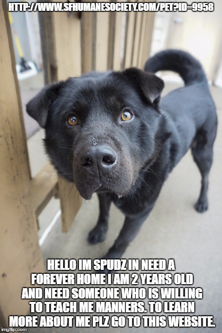 HTTP://WWW.SFHUMANESOCIETY.COM/PET?ID=9958; HELLO IM SPUDZ IN NEED A FOREVER HOME I AM 2 YEARS OLD AND NEED SOMEONE WHO IS WILLING TO TEACH ME MANNERS. TO LEARN MORE ABOUT ME PLZ GO TO THIS WEBSITE. | image tagged in spudz | made w/ Imgflip meme maker