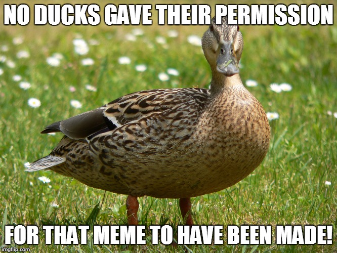 NO DUCKS GAVE THEIR PERMISSION FOR THAT MEME TO HAVE BEEN MADE! | made w/ Imgflip meme maker