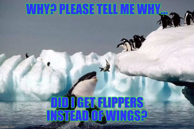 Go go Gadget flippers! | WHY? PLEASE TELL ME WHY... DID I GET FLIPPERS INSTEAD OF WINGS? | image tagged in penguin,penguins,so true memes | made w/ Imgflip meme maker