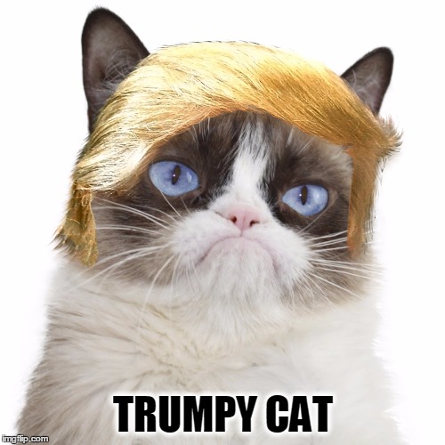 If It Tweets I Eats | TRUMPY CAT | image tagged in meme,grumpy cat,funny,donald trump,potus,trump | made w/ Imgflip meme maker