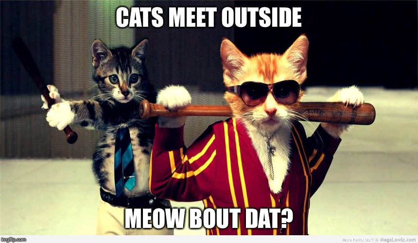 CATS MEET OUTSIDE; MEOW BOUT DAT? | image tagged in funny | made w/ Imgflip meme maker