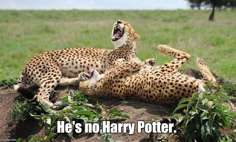 Cheetahs | He's no Harry Potter. | image tagged in cheetahs | made w/ Imgflip meme maker