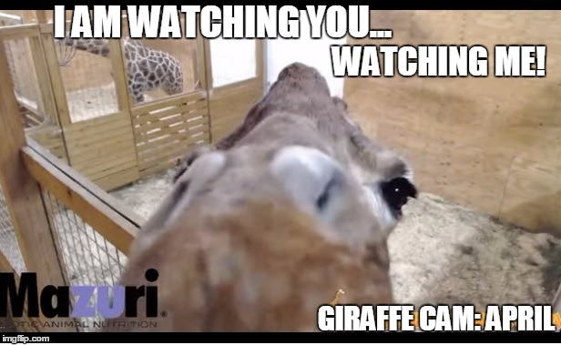 GIRAFFE CAM: APRIL | I AM WATCHING YOU... WATCHING ME! GIRAFFE CAM: APRIL | image tagged in giraffe,april,baby,giraffe baby,labor | made w/ Imgflip meme maker