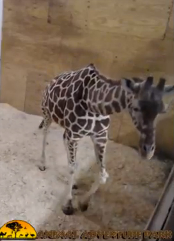 High Quality April The Giraffe Blank Meme Template