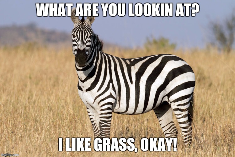 WHAT ARE YOU LOOKIN AT? I LIKE GRASS, OKAY! | image tagged in what are you lookin at | made w/ Imgflip meme maker