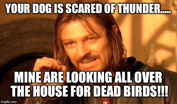 One Does Not Simply Meme | YOUR DOG IS SCARED OF THUNDER..... MINE ARE LOOKING ALL OVER THE HOUSE FOR DEAD BIRDS!!! | image tagged in memes,one does not simply | made w/ Imgflip meme maker