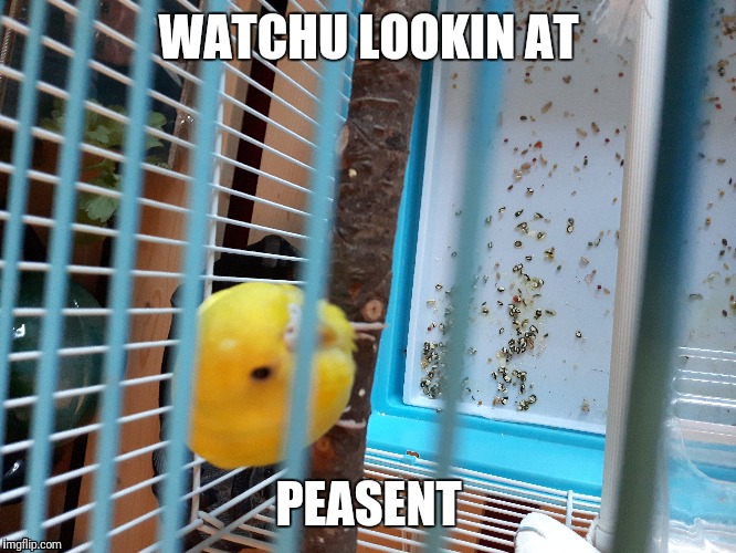 WATCHU LOOKIN AT; PEASENT | image tagged in watchu lookin at,yellow borb | made w/ Imgflip meme maker