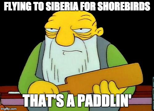 That's a paddlin' | FLYING TO SIBERIA FOR SHOREBIRDS; THAT'S A PADDLIN' | image tagged in memes,that's a paddlin' | made w/ Imgflip meme maker