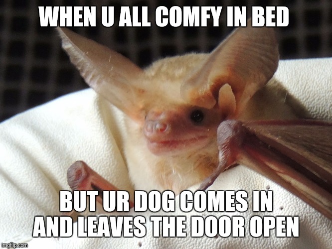 In bed bat | WHEN U ALL COMFY IN BED; BUT UR DOG COMES IN AND LEAVES THE DOOR OPEN | image tagged in in bed bat,bat,dog,bed,animal | made w/ Imgflip meme maker