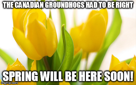 Spring Flowers | THE CANADIAN GROUNDHOGS HAD TO BE RIGHT; SPRING WILL BE HERE SOON! | image tagged in spring flowers | made w/ Imgflip meme maker