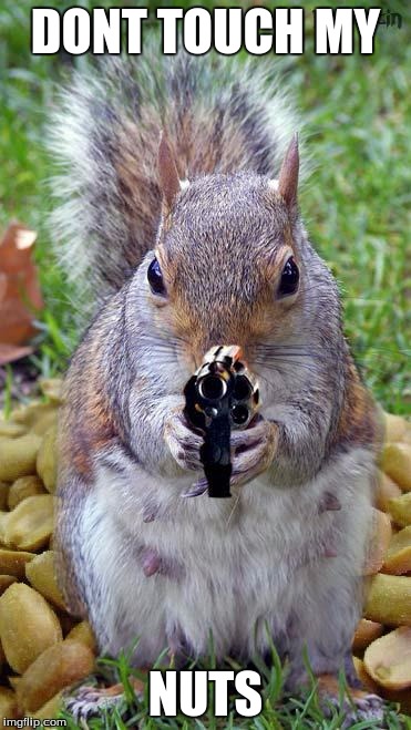 funny squirrels with guns (5) | DONT TOUCH MY; NUTS | image tagged in funny squirrels with guns 5 | made w/ Imgflip meme maker