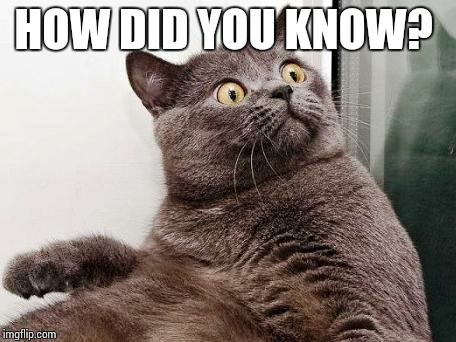 Surprised cat | HOW DID YOU KNOW? | image tagged in surprised cat | made w/ Imgflip meme maker