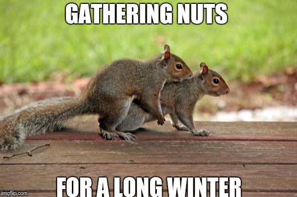 Squirrel Pairs | GATHERING NUTS; FOR A LONG WINTER | image tagged in squirrel pairs | made w/ Imgflip meme maker