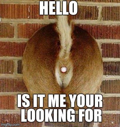 hello are you there hello hole | HELLO; IS IT ME YOUR LOOKING FOR | image tagged in hello are you there hello hole | made w/ Imgflip meme maker