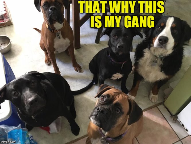 THAT WHY THIS IS MY GANG | made w/ Imgflip meme maker
