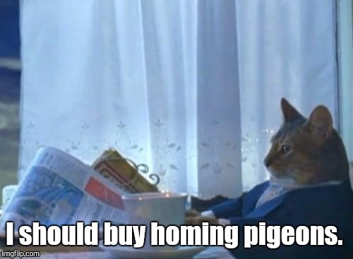 19mgfi.jpg | I should buy homing pigeons. | image tagged in 19mgfijpg | made w/ Imgflip meme maker