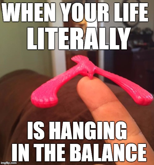 Balance Bird | WHEN YOUR LIFE; LITERALLY; IS HANGING IN THE BALANCE | image tagged in bird,life,balance | made w/ Imgflip meme maker