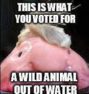 trump | THIS IS WHAT YOU VOTED FOR; A WILD ANIMAL OUT OF WATER | image tagged in trump | made w/ Imgflip meme maker