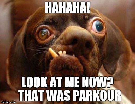 stupid dog face | HAHAHA! LOOK AT ME NOW?  THAT WAS PARKOUR | image tagged in stupid dog face | made w/ Imgflip meme maker