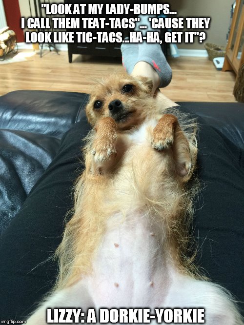 Lizzy: A Dorkie-Yorkie | "LOOK AT MY LADY-BUMPS...      I CALL THEM TEAT-TACS"... 'CAUSE THEY LOOK LIKE TIC-TACS...HA-HA, GET IT"? LIZZY: A DORKIE-YORKIE | image tagged in funny memes,funny,funny dogs,funny animals,humor | made w/ Imgflip meme maker