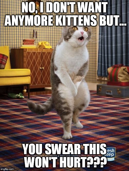 Gotta Go Cat Meme | NO, I DON'T WANT ANYMORE KITTENS BUT... YOU SWEAR THIS WON'T HURT??? | image tagged in memes,gotta go cat | made w/ Imgflip meme maker