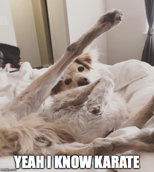 Sexy Dog Legs | YEAH I KNOW KARATE | image tagged in karate kyle,dog,karate kid,sexy,sexy dog,sexy legs | made w/ Imgflip meme maker