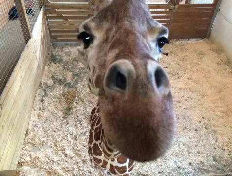 High Quality April giraffe Blank Meme Template