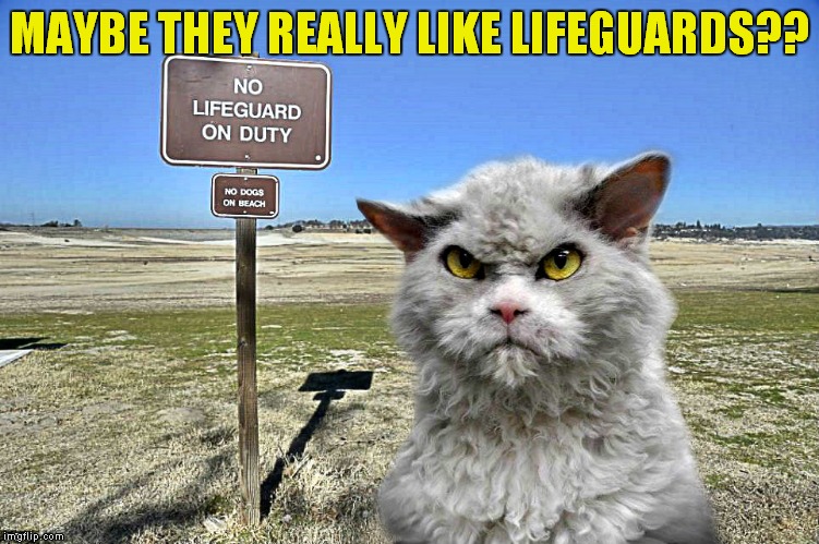 MAYBE THEY REALLY LIKE LIFEGUARDS?? | image tagged in pompous no lifeguard for you | made w/ Imgflip meme maker