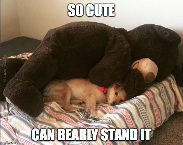 Big Bear Spoon | SO CUTE; CAN BEARLY STAND IT | image tagged in bear,spooning,funny dogs,cuddle | made w/ Imgflip meme maker