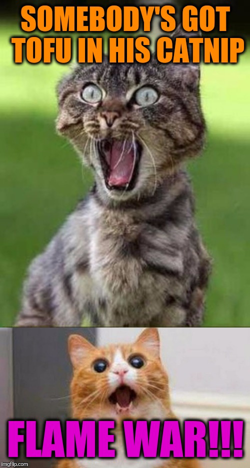 SOMEBODY'S GOT TOFU IN HIS CATNIP FLAME WAR!!! | made w/ Imgflip meme maker