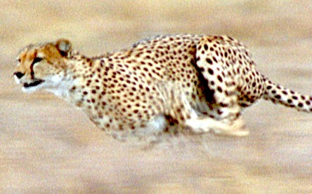 High Quality I like to go fast cheetah Blank Meme Template