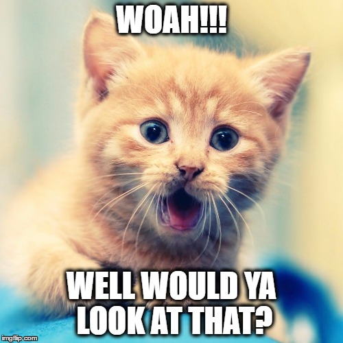 Shocked Kitty | WOAH!!! WELL WOULD YA LOOK AT THAT? | image tagged in woah,kitty,shocked,surprised,funny,lol | made w/ Imgflip meme maker
