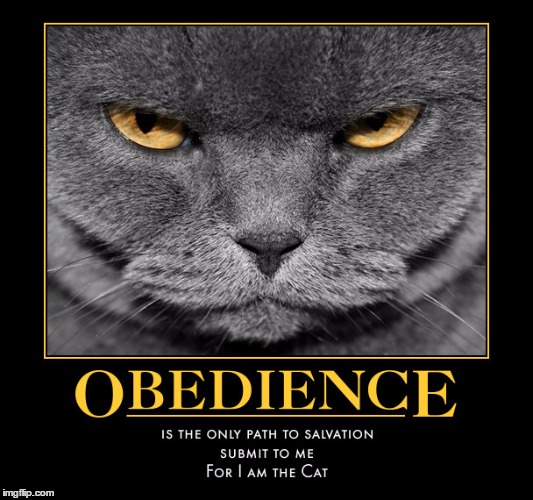 Path to Salvation | . | image tagged in funny meme,demotivationals,for i am the cat,wmp,obedience | made w/ Imgflip meme maker