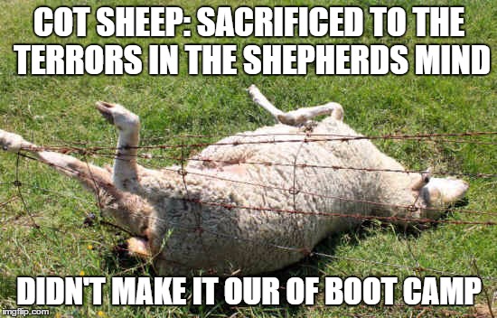 buttercupsheep | COT SHEEP: SACRIFICED TO THE TERRORS IN THE SHEPHERDS MIND; DIDN'T MAKE IT OUR OF BOOT CAMP | image tagged in buttercupsheep | made w/ Imgflip meme maker