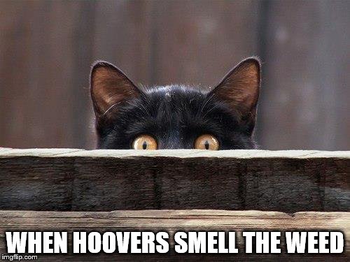 sneaky cat eyes | WHEN HOOVERS SMELL THE WEED | image tagged in sneaky cat eyes | made w/ Imgflip meme maker