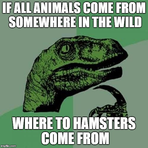 Philosoraptor Meme | IF ALL ANIMALS COME FROM SOMEWHERE IN THE WILD; WHERE TO HAMSTERS COME FROM | image tagged in memes,philosoraptor | made w/ Imgflip meme maker