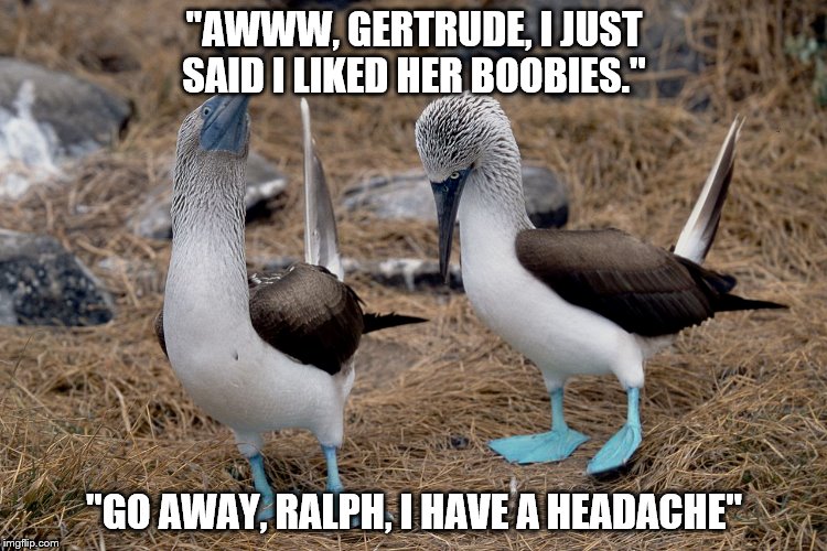 Liked Her Boobies | "AWWW, GERTRUDE, I JUST SAID I LIKED HER BOOBIES."; "GO AWAY, RALPH, I HAVE A HEADACHE" | image tagged in boobies | made w/ Imgflip meme maker