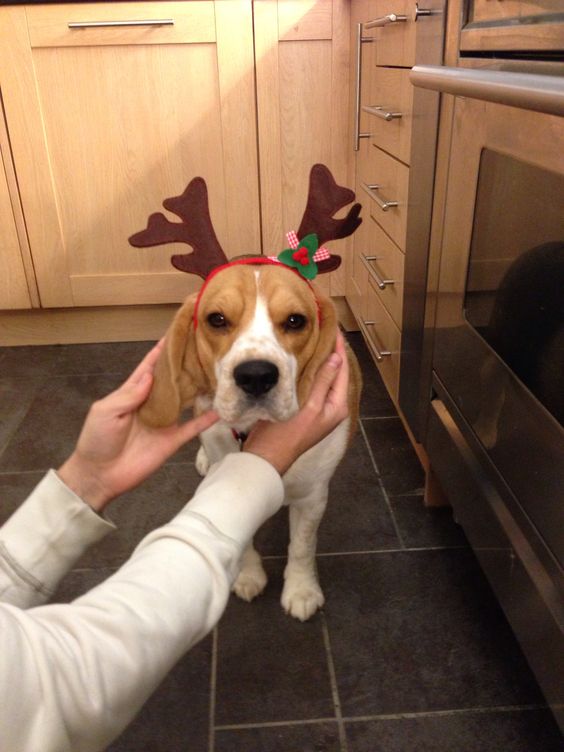 Grumpy Beagle Hates cristmas Blank Meme Template