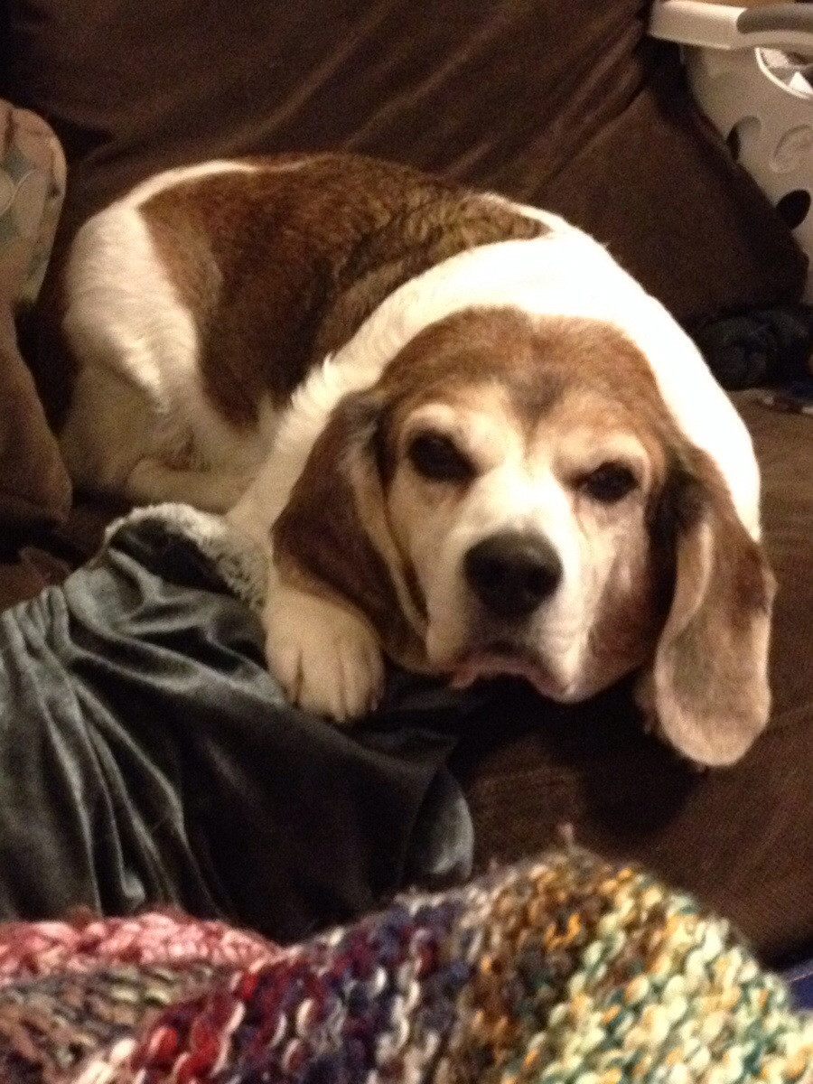 Grumpy Beagle Blank Meme Template