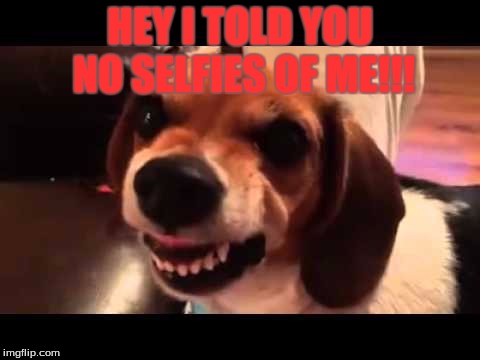 grumpy beagle don't like selfies | HEY I TOLD YOU NO SELFIES OF ME!!! | image tagged in grumpy beagle don't like selfies | made w/ Imgflip meme maker