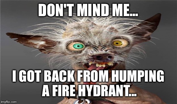 Dog | DON'T MIND ME... I GOT BACK FROM HUMPING A FIRE HYDRANT... | image tagged in funny | made w/ Imgflip meme maker