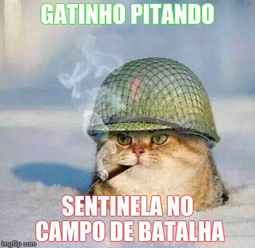 GATINHO citando no CAMPO DE BATALHA!!! | GATINHO PITANDO; SENTINELA NO CAMPO
DE BATALHA | image tagged in war cat | made w/ Imgflip meme maker